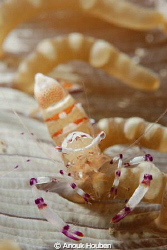 Shrimp on an anemone. by Anouk Houben 